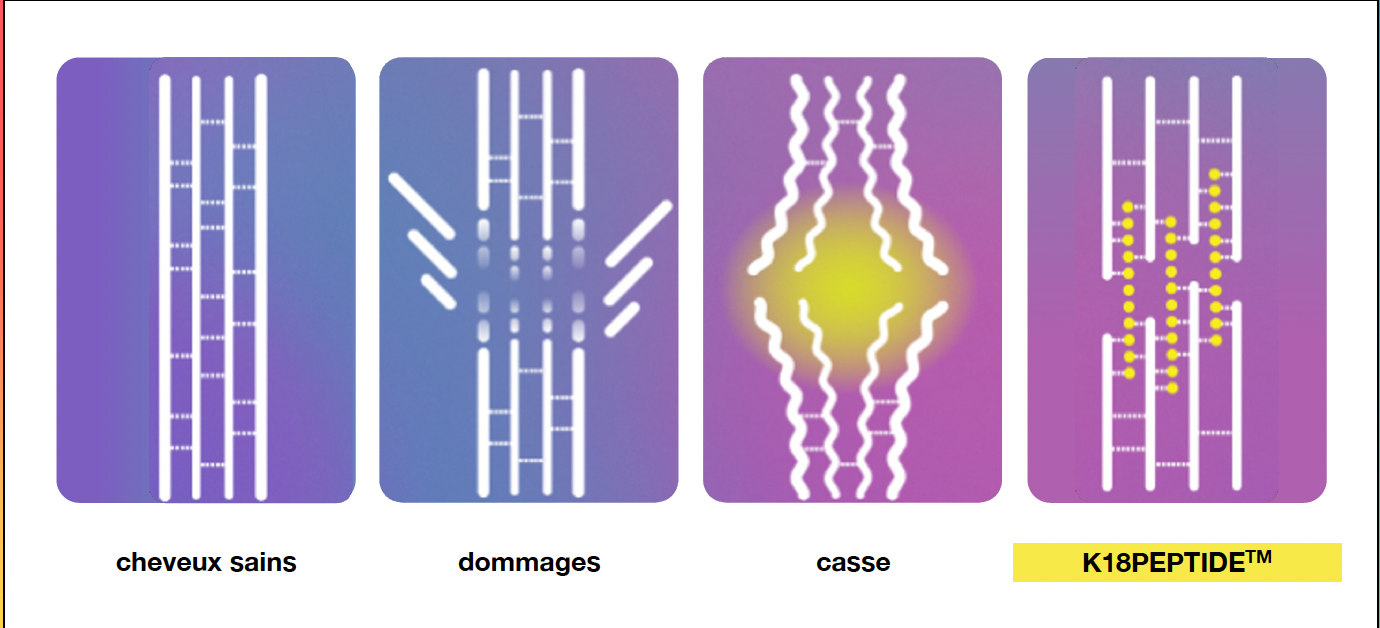Cheveu sain · dommages · casse · réparation par le K18PEPTIDE™ — visuel K18